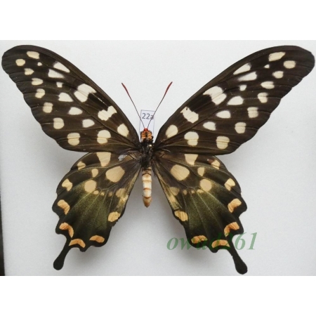 Papilio antenor Drury, 1773 Madagascar 125mm22a